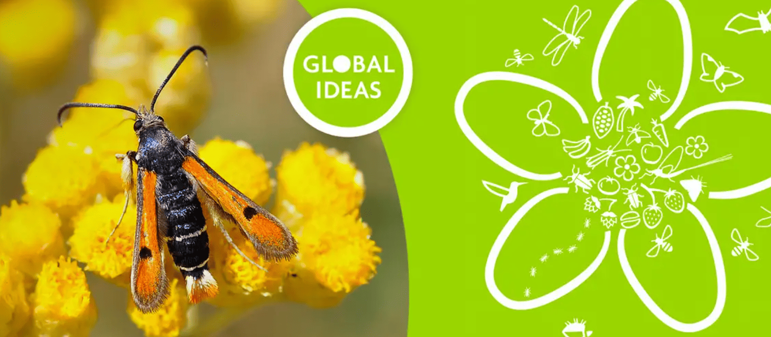 Learning Pack #5: Pollinators under threat